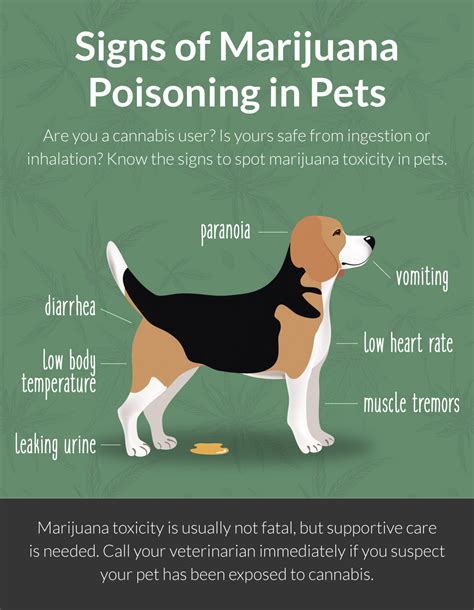  If you suspect your dog consumed a substance containing THC and is now showing these signs of THC toxicity , take them to the vet