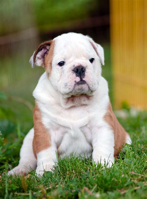 If you think you still have questions about the right food to feed your English bulldog puppy or the correct supplement or multi vitamins you can use; please feel free to contact us