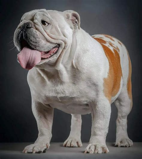  If you want a dog that will be around a number of years, it is highly recommended that you get a large and healthy bulldog