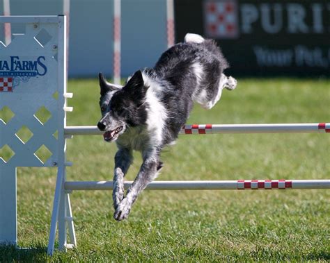  If you want a dog to have a go at agility, then a Collie cross is a great place to start