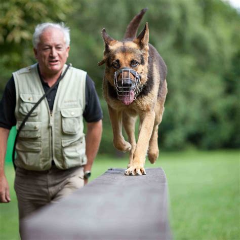  If you want a happy and obedient German Shepherd, this is one of the best online dog training programs available right now