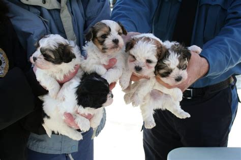  If you want a puppy, you can avoid some negative traits by choosing the right breeder and the right puppy