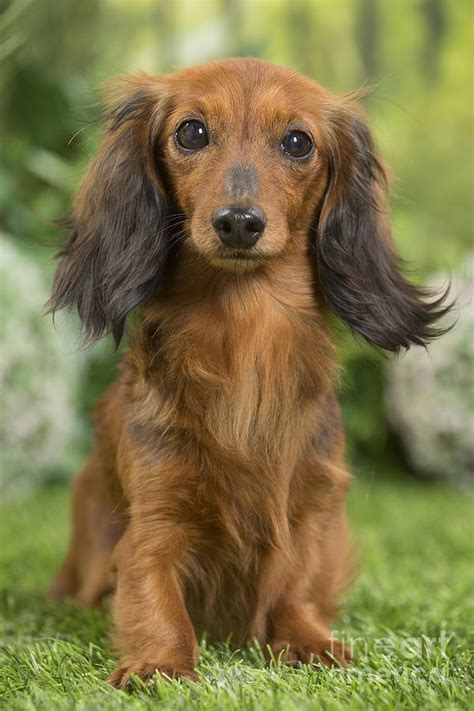  If you want to purchase a spoiled baby than look no more you have found the right Dachshund breeder in Illinois