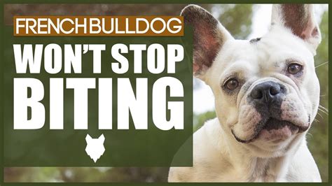  If you want to stop the biting habit in a French Bulldog, your best bet would be to determine the triggers so that you can take the most appropriate action
