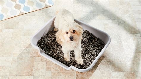  If you want to use dog litter, the sides of the litter box should be low enough for your dog to easily step over but high enough to contain the litter