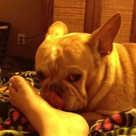  If you work at home, the Frenchie is happy to lie at your feet all day or follow you from room to room