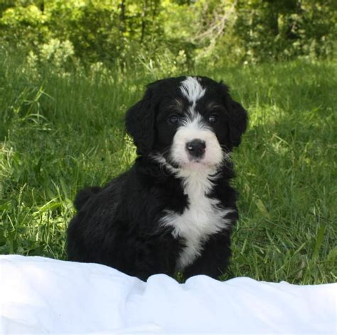  If you would like to be notified, please contact us and we will notify you when our Tiny Bernedoodles become available