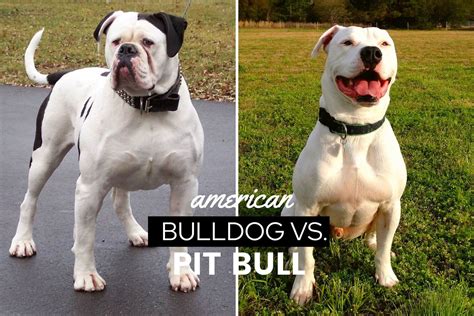  If your Bully Pit favors the Bulldog parent, you should expect it to need more medical attention than a Bully Pit that favors its Pitbull parent