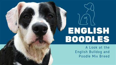  If your English Boodle is on the smaller side, supervise them with rowdy kids and make sure your kids know how to play correctly with a dog to prevent any injury