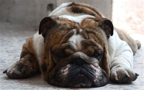  If your English Bulldog is overweight, he will have no tuck, if he is too thin, the tuck will be extreme, along with a pronounced rib cage