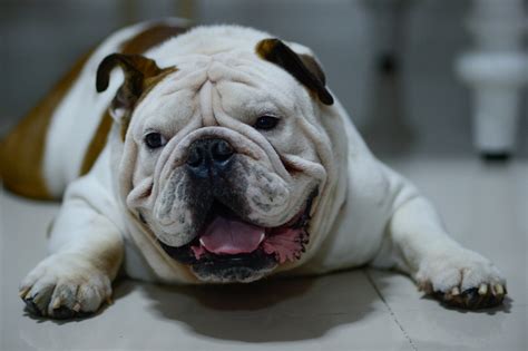  If your English Bulldog is overweight it could be that just by getting their weight down to a respectable level with dieting you help resolve their snoring problem