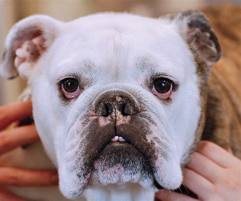  If your English Bulldog is spayed or neutered or as it ages and becomes less active, you may need to start feeding a reduced calorie dog food to keep your English Bulldog from becoming too fat