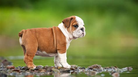  If your English Bulldog puppy does become obese, you may need to regulate the amount he eats, but DO NOT put a growing English Bulldog puppy on a severely restricted diet unless it is supervised by a veterinarian who is knowledgeable about English Bulldog puppies