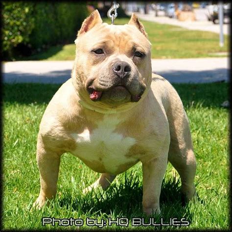  If your English bullie buddy is a fully-grown adult with minimum health problems and the temperature outside is moderate they may be able to run around a bit longer without any risks