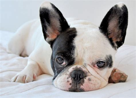  If your French Bulldog has any of these signs, you should take him to the vet for a check-up so he receives the appropriate treatment