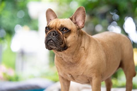  If your French Bulldog is losing weight he may not be getting enough nutrients from his food