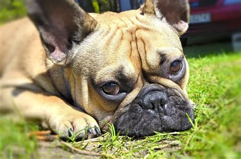  If your French Bulldog still has diarrhea, then you should take him to a vet