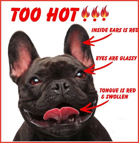  If your French Bulldogs show signs of heat exhaustion, move them to a cool, shady spot and try to get them to your Vet as soon as possible