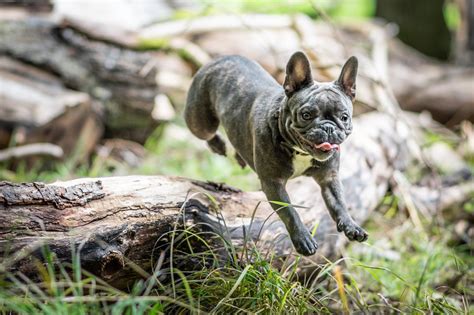  If your Frenchie has problems with anxiety, stress or heat stress, you should take them to the vet for a check-up