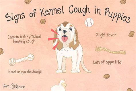  If your Frenchie is severely affected by kennel cough and develops pneumonia, the result could be fatal