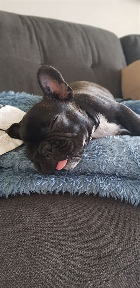  If your Frenchie naps a lot throughout the day, this is their normal sleeping habit so you should not worry