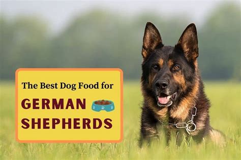  If your German Shepherd puppy seems to always be hungry, you should look at what they eat and how often they eat