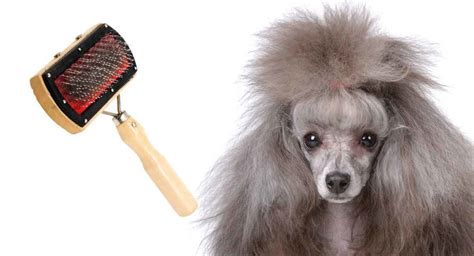  If your Poodle has a long coat, you should brush out your Poodle every day