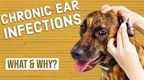  If your borador has chronic ear infections, your vet may also look for underlying causes such as allergies , thyroid disease , or other endocrine disorders and autoimmune disorders