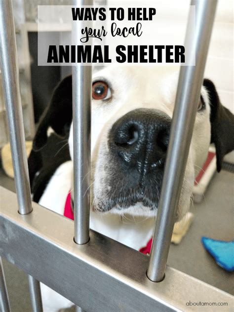  If your breeder, shelter, or rescue is local, the simplest option is to drive to their location to pick up your puppy in person