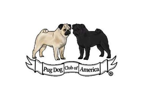  If your breeder is registered with the Pug Dog Club of America, this is a great sign showing commitment to the Pug breed