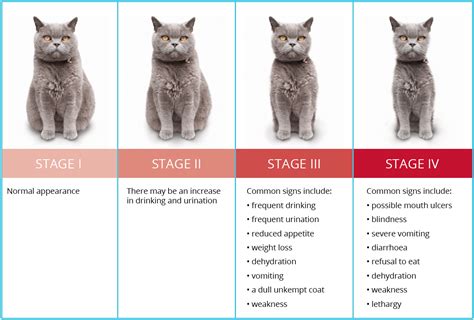  If your cat has already been diagnosed with CKD, you may be wondering how you can help them