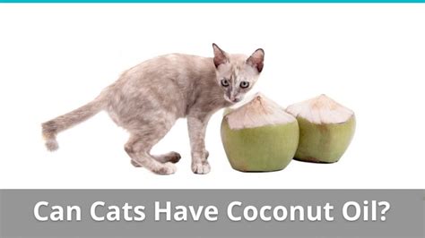  If your cat is allergic to coconut oil, that ingredient obviously could be problematic