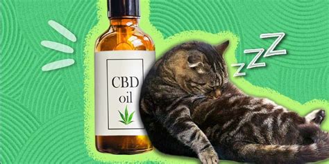  If your cat is in pain, the CBD oil can do double-duty, helping them feel more comfortable, which can also keep them calmer