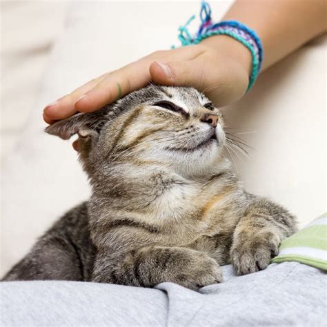  If your cat is older or comfortable with you stroking their fur, you can rub a few droplets of CBD oil behind their ears