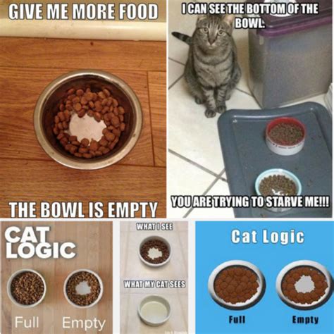  If your cat tends to leave some food in their bowl, mix their oil into a smaller portion of food