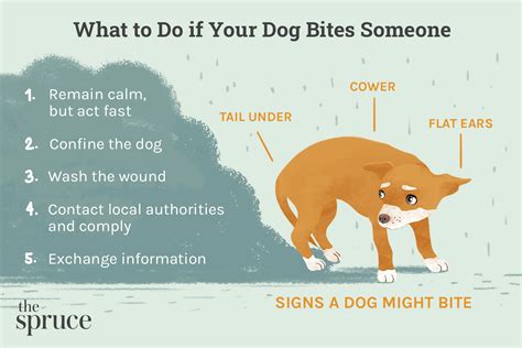  If your dog bites or nips you or you see your dog chewing, tap its nose lightly and say, "No bite" or "No chew