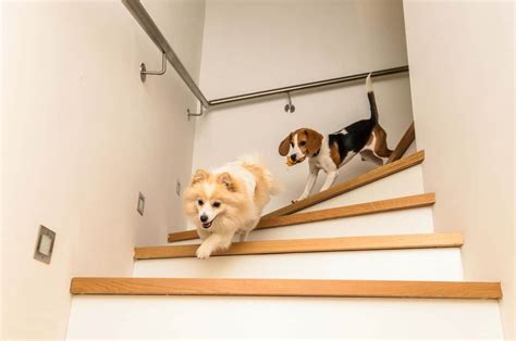  If your dog goes up and down stairs frequently, you may want to consider a carpeted ramp