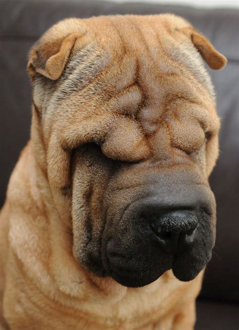  If your dog has a wrinkly face, wipe the wrinkles clean with a damp cloth once a week to prevent bacteria from building up