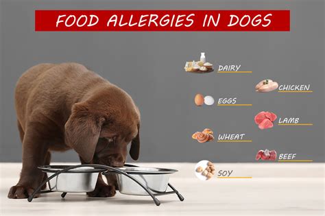  If your dog has multiple allergies, it can be challenging to determine the root cause