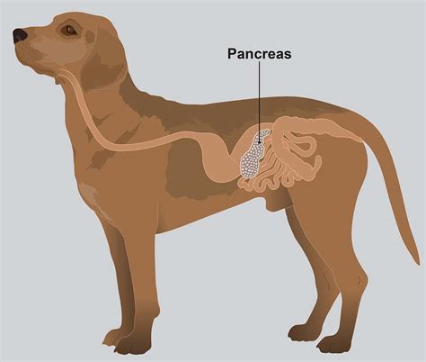  If your dog has pancreatitis, they will be vomiting