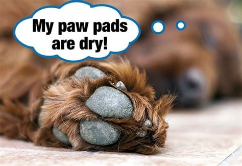  If your dog has wet paws, hardwood becomes slippery to them