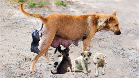  If your dog is big, she might probably give birth to a large number of puppies