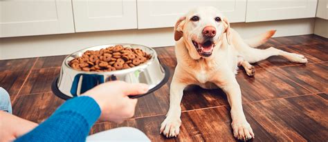  If your dog is especially finicky and has additional dietary needs, Petzos are made without wheat, corn, or soy
