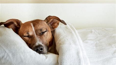  If your dog is having trouble sleeping, then you can provide some relief by ensuring that the space they sleep in is calm, quiet and safe