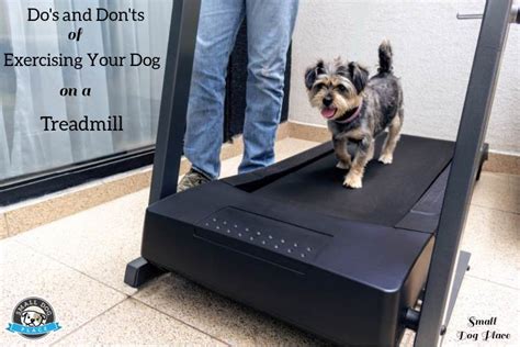  If your dog is hesitant to get on the treadmill, don