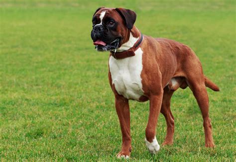  If your dog is large compared to other Boxers you see, there is a high tendency that it is a German Boxer