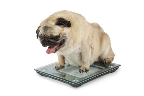  If your dog is obese, please start feeding it less food because obesity leads to so many problems in the long run, and it will affect its lifespan