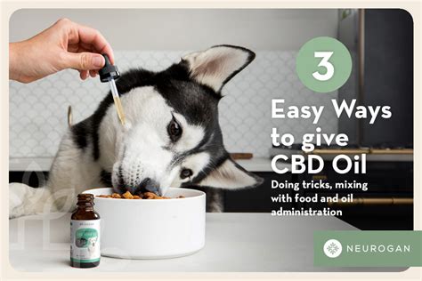  If your dog is suffering from anxiety and you want to give CBD oil a try, it can be very helpful