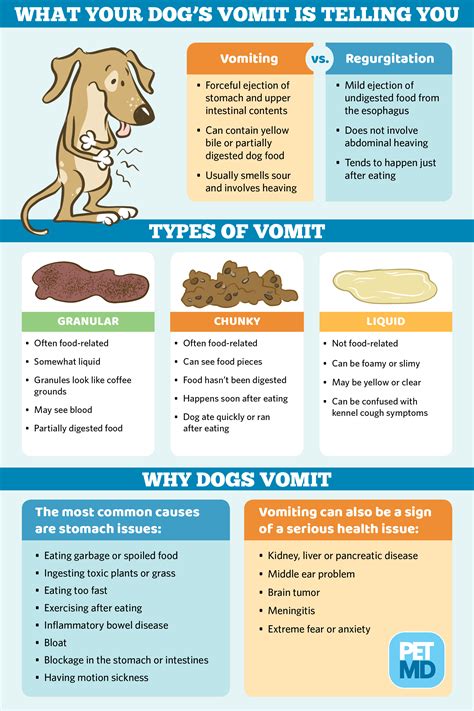  If your dog is vomiting repeatedly, the responsible thing to do in this situation is visit a vet