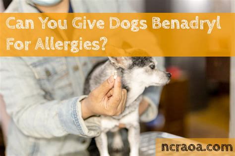  If your dog is worked up because of the inflammation and itchy discomfort of their allergic reaction, they are more likely to scratch and be reactive